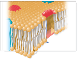 Phospholipid bilayer in cell membrane