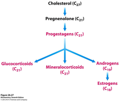 Cholesterol metabolism and hormone synthesis