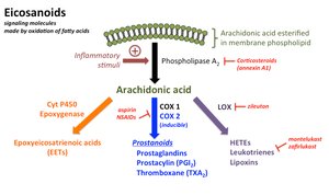 Eicosanoid synthesis and function