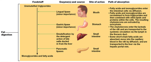 Fat digestion and absorption pathway