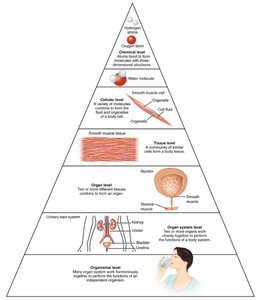 Levels of structural organization pyramid
