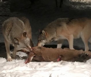 Wolves feeding on a deer