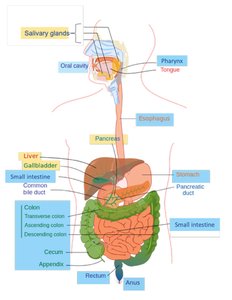 Diagram of the digestive system