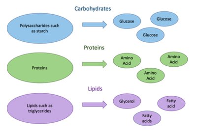 Diagram of macronutrient breakdown