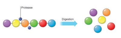 Protease action on proteins