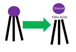Lipase action on triglycerides