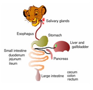 Mechanical digestion in the mouth