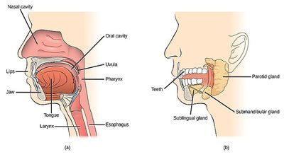 Salivary glands and oral cavity
