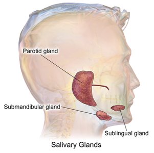 Salivary glands in the head
