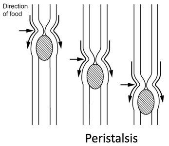 Peristalsis in the esophagus