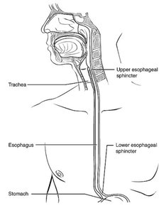 Esophagus anatomy