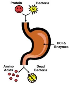 Stomach acid and pH scale