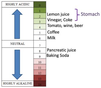 Functions of acid in the stomach