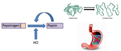Protection of stomach lining