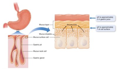 Stomach lining and mucus protection