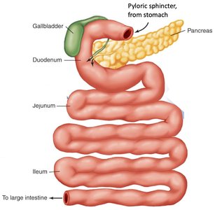 Small intestine structure