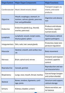 Table of organ systems, components, and functions