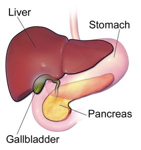 Gallbladder and bile release