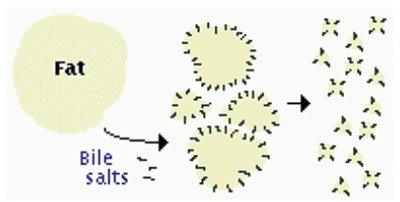 Digestive enzymes table