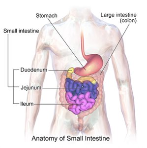 Folds, villi, and microvilli in the small intestine