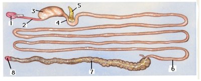 Absorption in the small intestine