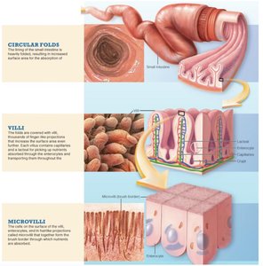 Inside the small intestine