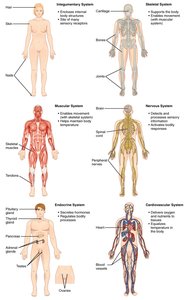 Diagram of human organ systems