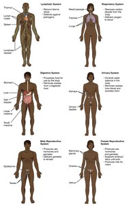 Diagram of additional human organ systems