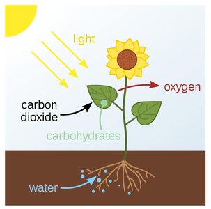 Diagram of photosynthesis in a plant