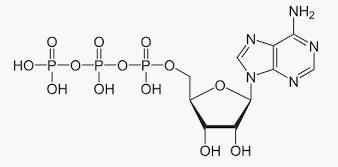 Structure of ATP molecule