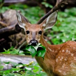 Deer eating vegetation