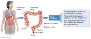 Large intestine anatomy and function