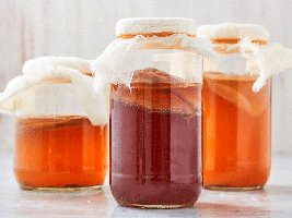 Kombucha as a probiotic beverage