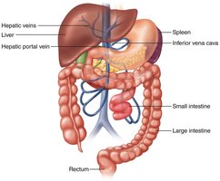 Liver and digestive system anatomy