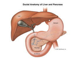 Ductal anatomy of liver and pancreas