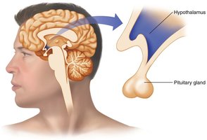 Diagram showing hypothalamus and pituitary gland