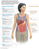 Diagram of digestive system and accessory organs