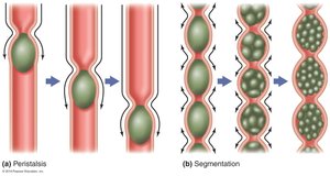 Peristalsis and segmentation in the GI tract