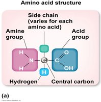 Amino acid structure diagram