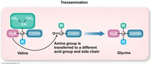 Transamination process: amine group transfer