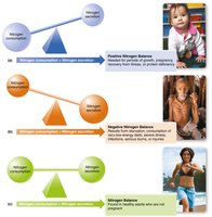 Nitrogen balance: positive, negative, equilibrium