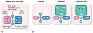 Examples of amino acid structures: glycine, leucine, aspartic acid