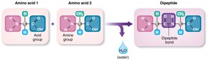 Peptide bond formation between amino acids