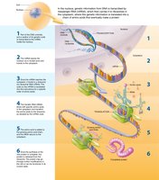Steps of protein synthesis: transcription and translation