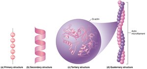 Levels of protein structure: primary, secondary, tertiary, quaternary