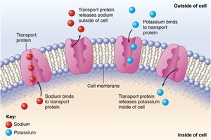 Protein functions: transport proteins in cell membrane
