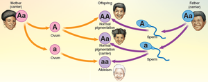 Inheritance pattern of albinism showing carriers and affected offspring