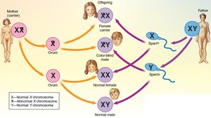 Sex-linked inheritance pattern