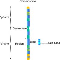 Chromosome ideogram showing p-arm, q-arm, centromere, bands, and sub-bands