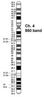 Chromosome 4 with banding pattern